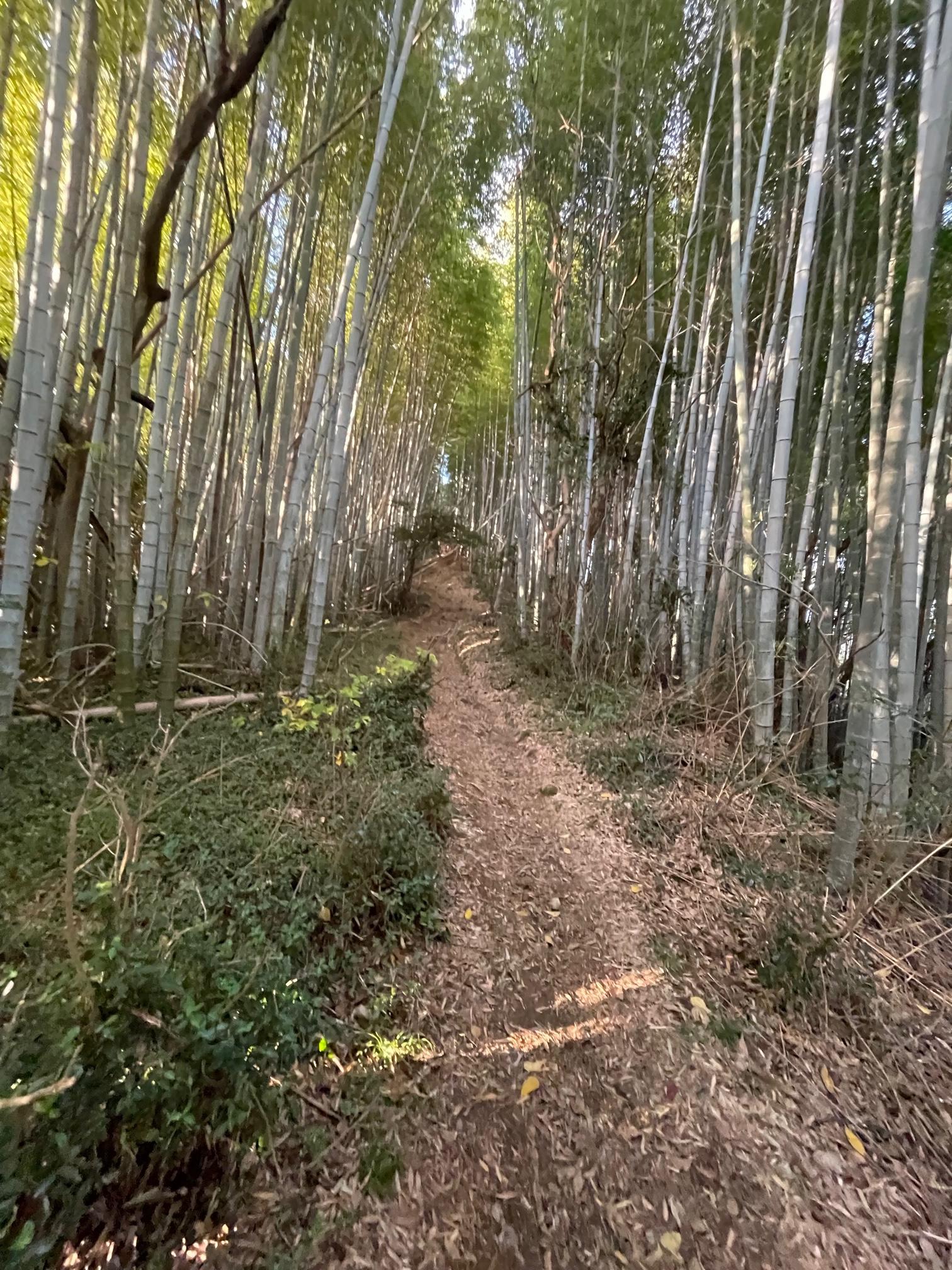 <b>近くにある蓮華寺公園から清水寺に向かうハイキングコースを<br>練習コースとして走っています！<br>家～公園（ロード３ｋｍ）公園からトレイル清水寺近くまで！<br>１ｋｍぐらい坂をくだると家という約１時間コース！<br><br>今の自分にはちょうどよい負荷で<br>マラソンにも活かせれる気がしています＼(^o^)／<br><br>物事全てにおいて、<br>地道に継続できるかがとても重要である！<br><br>正直気持ちの波はまだある。<br>まだ足りていないのかなと思っている！<br><br>波をいかに最小限にしていくかも勉強・修行の一貫だと思いこれからも<br>試行錯誤しながら行っていきます。<br><br>これを行うことによって<br>仕事にも活かされると思っています。<br></b>