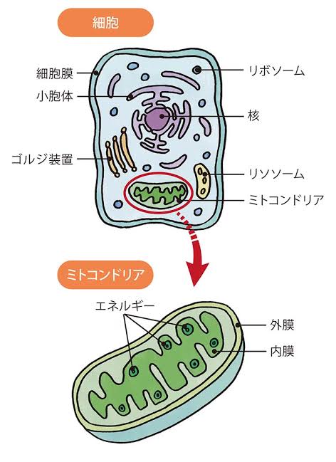 皆さんこんにちは!<br><br>2025年もあっという間に5ヶ月が終わろうとしています!<br><br>時間が経つのが早いですね( ◠‿◠ )<br><br>梅雨の足音が近づいています。<br>ジメジメした時期です。<br>ややネガティブになりやすいですが、負けじと<br>前を向いて生活していきましょう!<br><br>そんな前向きなあなたに!良い情報を( ^∀^)<br><br>今回のテーマは「ミトコンドリア」です。<br><br>人間の細胞は60兆個と言われています。<br>その細胞の中いる「ミトコンドリア」さんのお話です。<br><br>大抵の方は気にしたことがないかと思います。<br>ミトコンドリアの存在に!<br>昔、学生の時の理科・生物でちょっと触れたぐらいで<br>どんな働きをしているまでわからないと思いますので<br>詳しく紐解いていきましょう!!<br><br>ミトコンドリアの役割<br><br>1)エネルギーの産生<br> ATP(アデノシン三リン酸)を生成します。<br>2)細胞の活性化<br> 細胞の活動を維持するのに不可欠です<br>3)免疫機能のサポート<br> 免疫細胞にもエネルギーを供給している<br>4)熱産生<br> 細胞活動によって生じる熱生成し、体温調整に寄与している<br>5)脂肪燃焼<br> 脂肪を燃焼し、エネルギーに変える働きがある。<br><br>ミトコンドリアを増やすには!?<br><br>1)適切な食生活<br>2)適度な運動(激しい運動は含まない)<br>3)十分な睡眠<br>4)ストレス管理(溜めることなく過ごすこと)<br><br>*食生活:コエンザイムQ 10・ビタミンB・抗酸化物質などを満遍なく摂取<br><br>*コエンザイムQ 10<br>食品からだと、イワシ・サバなどの青魚がおすすめしかし、<br>1日あたりの目安として100mgが推奨されている。<br>イワシで換算すると26匹分に相当するので現実的ではないので<br>うまく、サプリを使用して摂取すること!<br>*食品の中で一番イワシが多い!です。<br><br>活性化されたミトコンドリアが増加すれば!<br>疲れにくくなったり、体温が上がりやすくなったり(冷えにくくなる)します。<br>その他に、肌が綺麗になったり、持久力・心肺機能向上につながります。<br><br><br>今まで気にしなかったミトコンドリア!とても重要な働きを<br>してくれています。<br>歳を重ねても若々しく健康に活発的に動ける為には<br>重要なことかもしれませんね!<br><br>元気なミトコンドリアを育てましょう( ^∀^)<br>