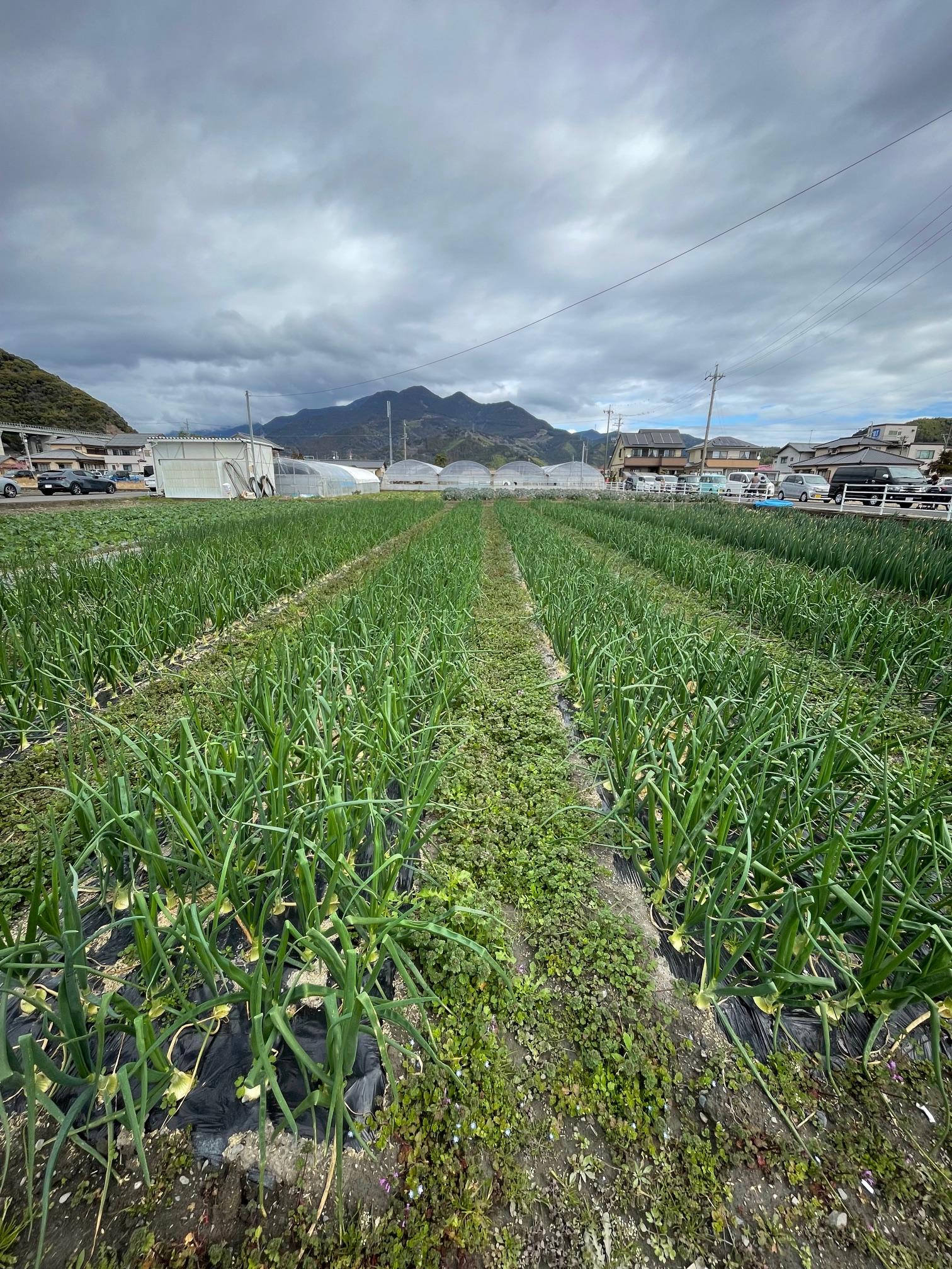 桜の前に<br><br>新玉ねぎ畑が！！<br>香りだけで、血液がサラサラになりそうです。<br>