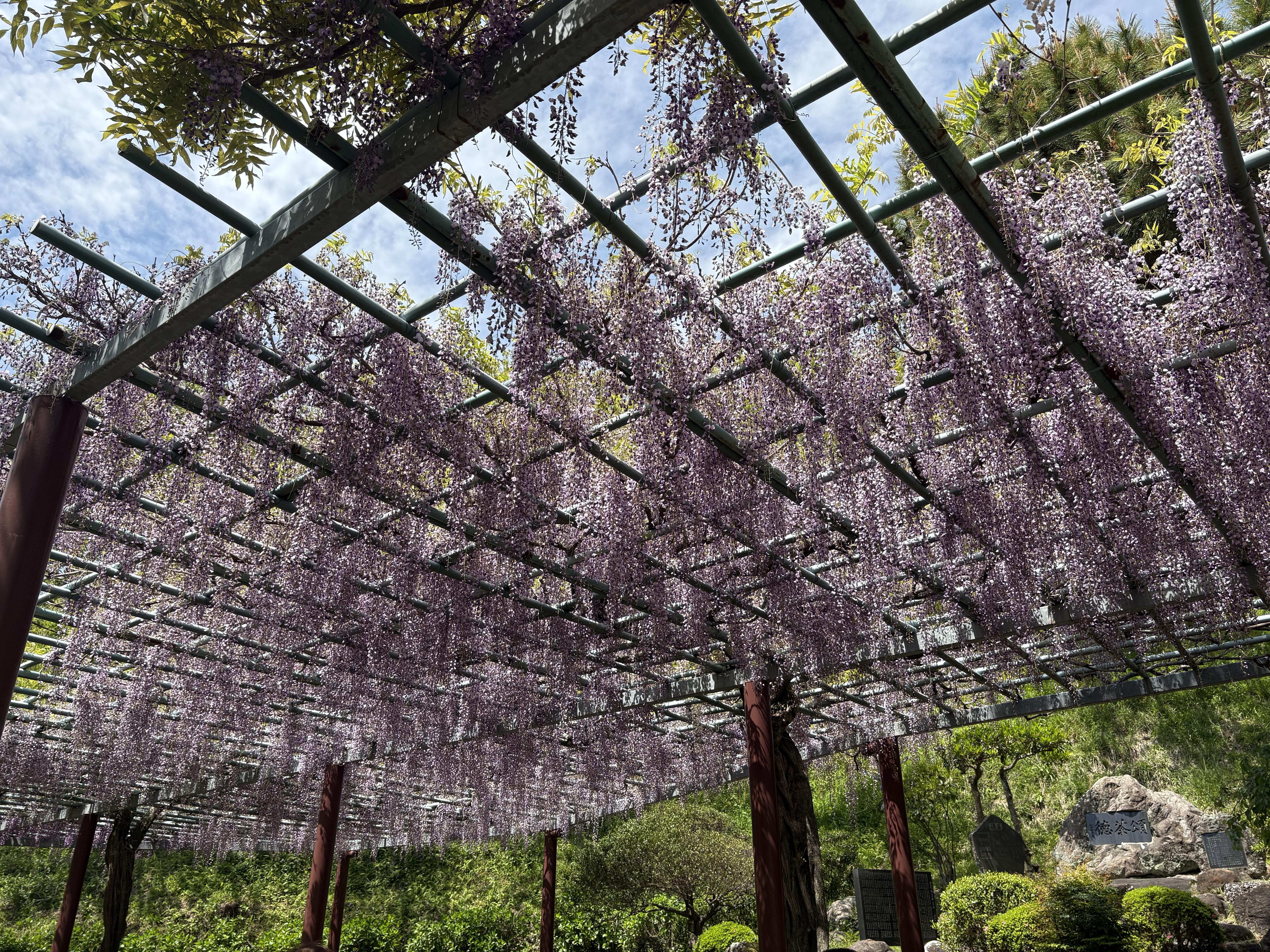 園内奥の藤棚はとても綺麗で香りが良いですね！！青空にマッチしています！！<br>