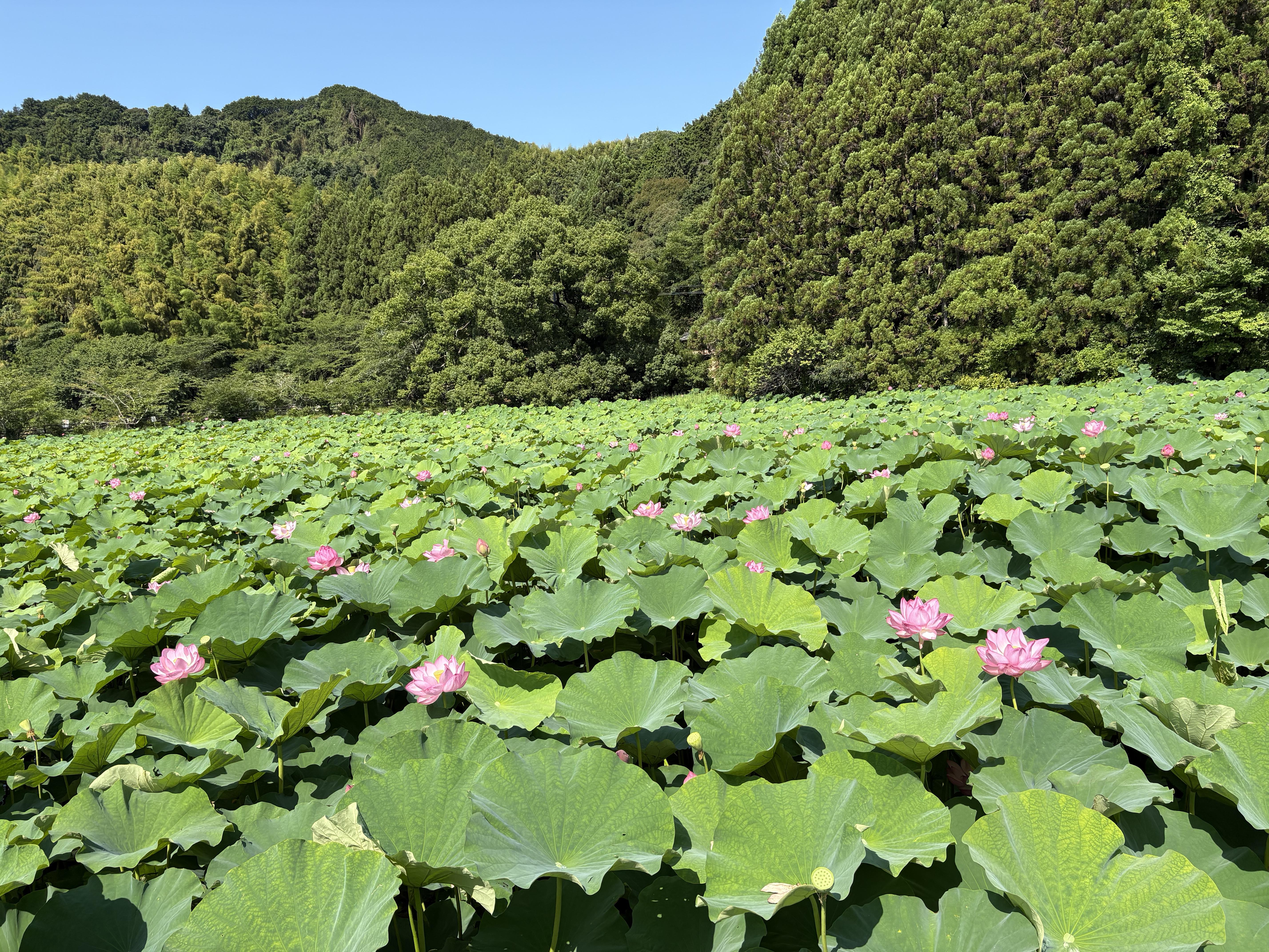 こんにちは！！

この２・3日は日差しが眩しい日が続きますね！！
夏がすぐそこまできている感じがします！

今年の梅雨は昭和の梅雨で涼しい梅雨でしたので
急な暑さは身体に応えるかもしれませんd(￣ ￣)

通勤途中に溜池？がありましてそこにこの時期になると蓮の花が見ごろになっています！
花の中で好きな花の１つです( ◠‿◠ )

本当は早朝に見る方が綺麗に花を咲かしているので
花見をする際は早朝散歩に！
蓮華寺公園でも見ることができます！！

さて、10日後に「ONTAKE100」最終調整をしているのですが
サッカーW杯を観てしまうのでうまくここにきて距離を思うように踏めていない( ´Д`)y━･~~
やや焦りもあるが自分の脚を信じよう！！

水曜日も２部練をしたが計画していた半分の量で終了！