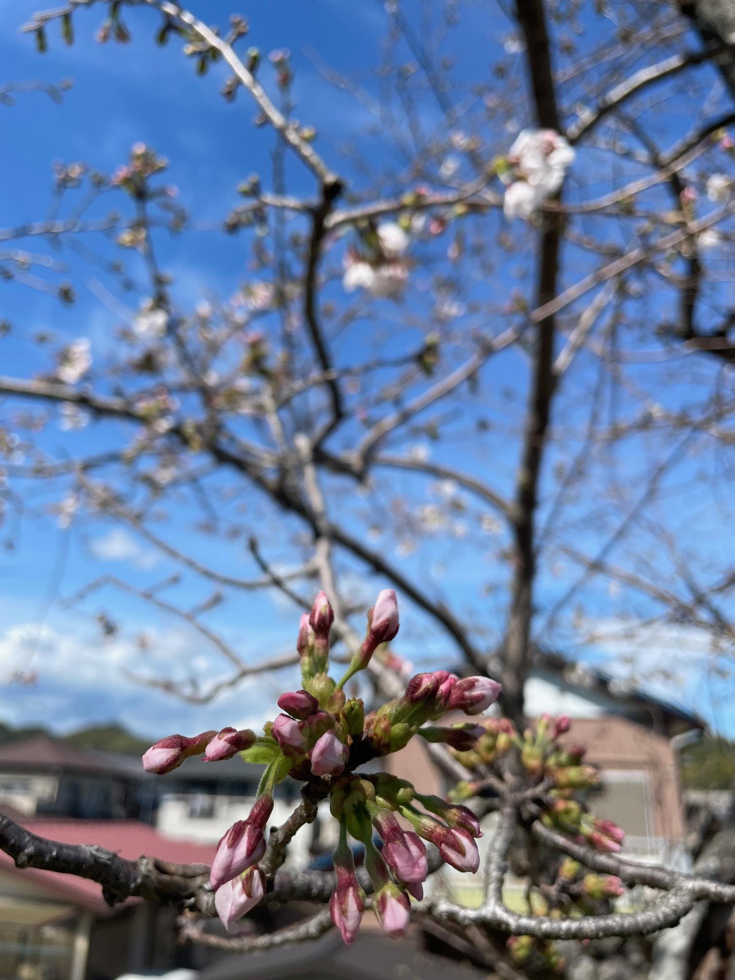 <b><span style='font-size:1.4em;'>満開までもう少し！<br>大きく育てよぅ～～～！</span></b>